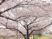 グリーンパーク山東：桜とキャンプで自然満喫！🌸⛺