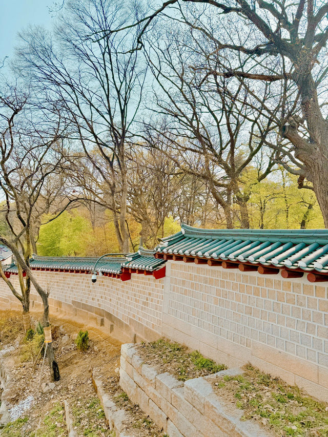 걷기 좋은 덕수궁 돌담길 🌸