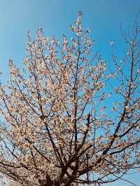 Seoul's Spring Crown Jewel: Yeouido in Full Floral Splendor 