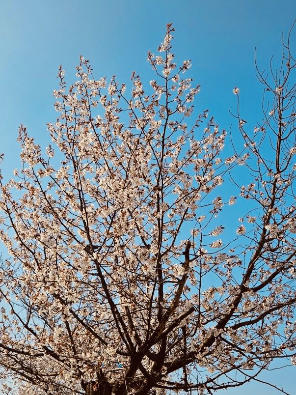 Seoul's Spring Crown Jewel: Yeouido in Full Floral Splendor 