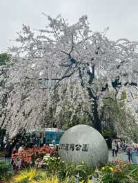 都内屈指のお花見名所🌸上野恩賜公園で春満喫！
