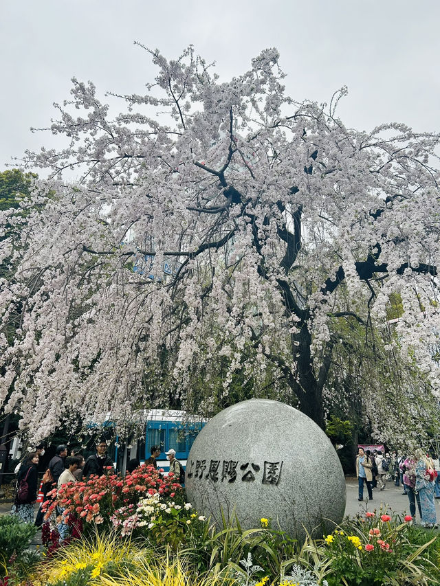 都内屈指のお花見名所🌸上野恩賜公園で春満喫！