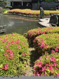 Azaleas in Full Bloom at Matsunoo-taisha Shrine