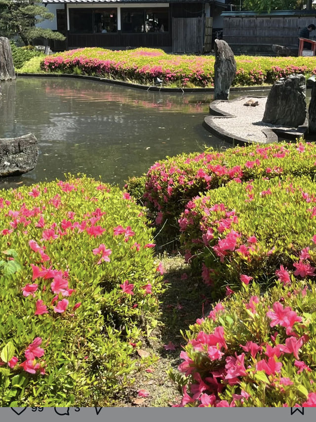 Azaleas in Full Bloom at Matsunoo-taisha Shrine