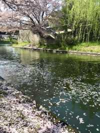 Cherry Blossoms at Fushimi Deai Bridge