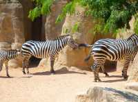 瓦倫西亞動物園
