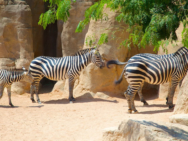 瓦倫西亞動物園