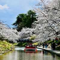💖比謝川~櫻花河畔🌸