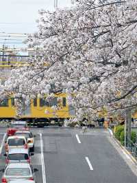 東京小眾賞櫻攻略🌸中野北口-新井藥師前