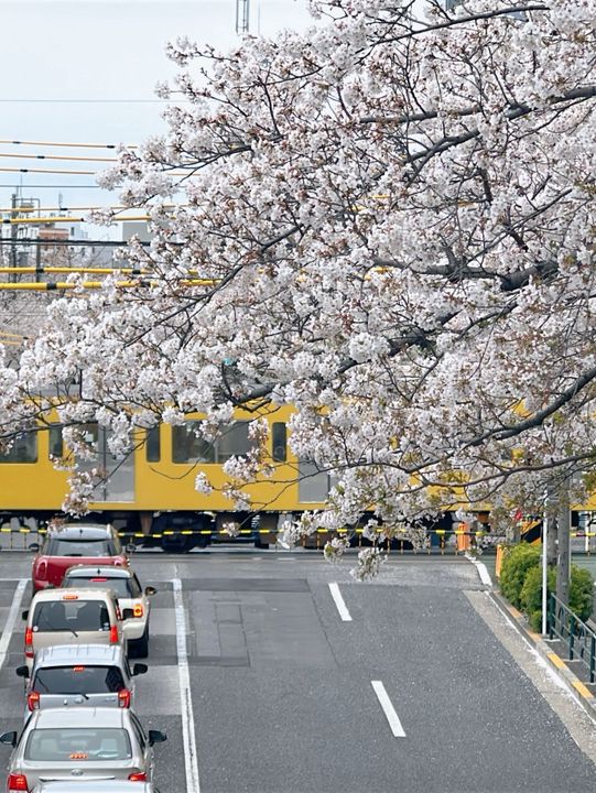 東京小眾賞櫻攻略🌸中野北口-新井藥師前