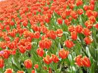 Chasing Tulips in Shanghai 🌷🇨🇳
