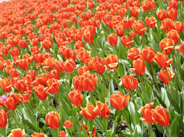 Chasing Tulips in Shanghai 🌷🇨🇳