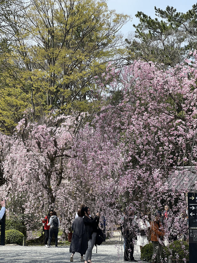 다양한 종류의 벚꽃🌸을 보고 싶다면 무조건 니조성 🏯 元離宮二条城