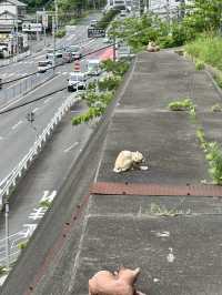 【愛知】巨大まねきねこ とこにゃん