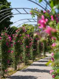 【岐阜】ローズテラスとバラ回廊 四季咲きの薔薇と山々の景色