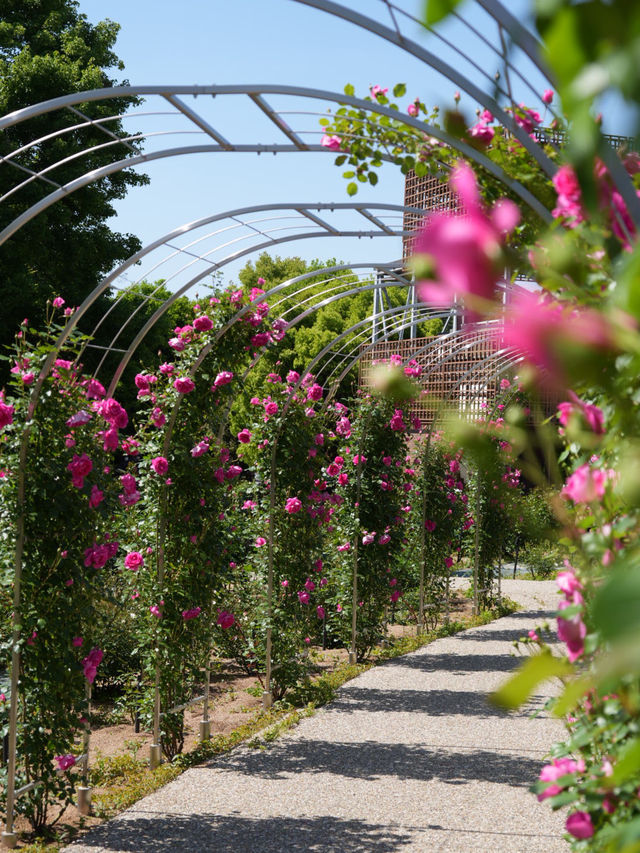 【岐阜】ローズテラスとバラ回廊 四季咲きの薔薇と山々の景色