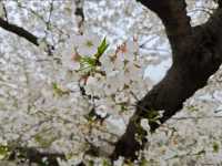 Cherry Blossoms at Shanghai Botanical Garden – A Tranquil Spring Retreat