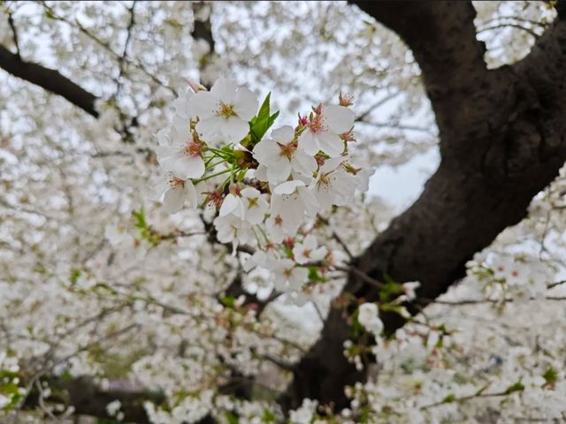 Cherry Blossoms at Shanghai Botanical Garden – A Tranquil Spring Retreat