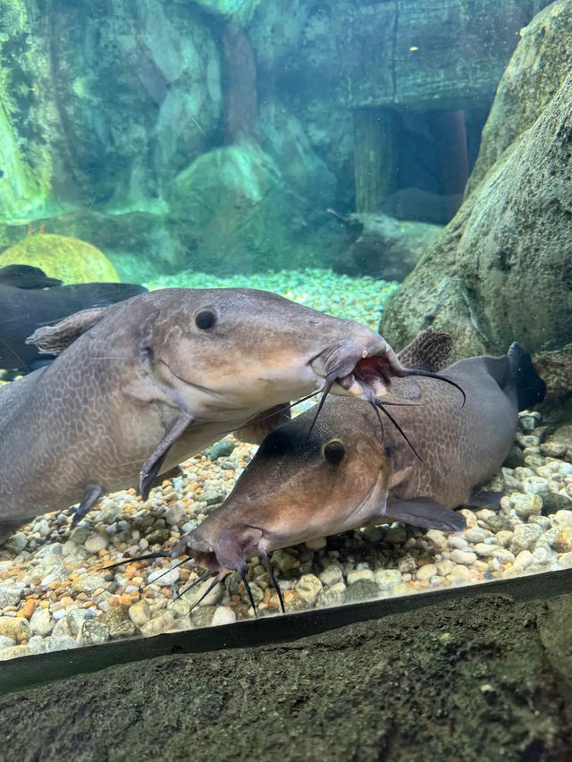 River Wonders