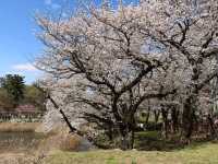 名古屋-名城公園，散步休閒的賞櫻好去處
