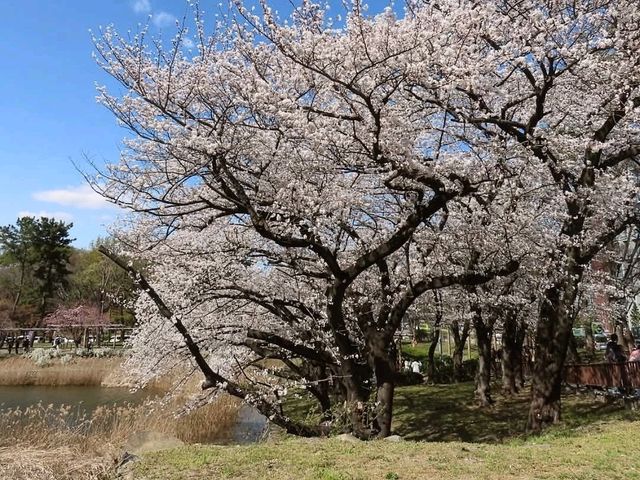 名古屋-名城公園，散步休閒的賞櫻好去處