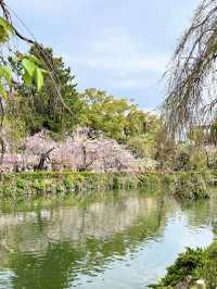 Spring Visit to Mishima Taisha – A Cherry Blossom Delight