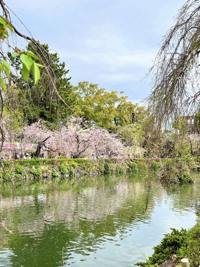 Spring Visit to Mishima Taisha – A Cherry Blossom Delight