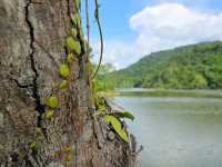 ปางอุ๋งแห่งจันทบุรี