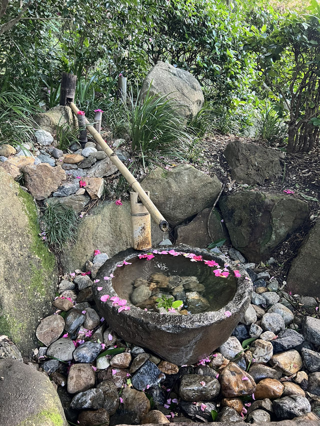 Mount Coottha Botanic garden 