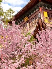 Cherry Blossoms at Daxiongjiang Temple, Liangzhu – A Hidden Gem in Full Bloom