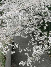 Qingsha Park Cherry Blossoms – Hangzhou's Riverside Sakura Sanctuary