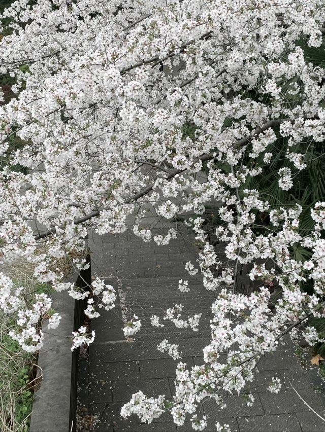 Qingsha Park Cherry Blossoms – Hangzhou's Riverside Sakura Sanctuary