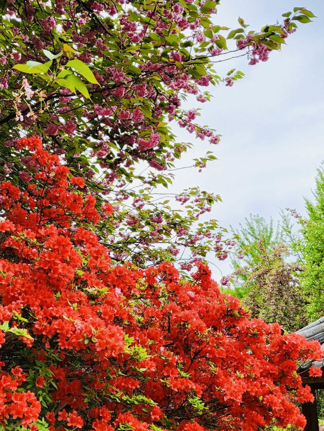 Wansan Chilbong Flower Garden: A Double Cherry Blossom Delight 🌸🌸
