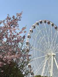Shanghai's Cherry Blossoms 🌸