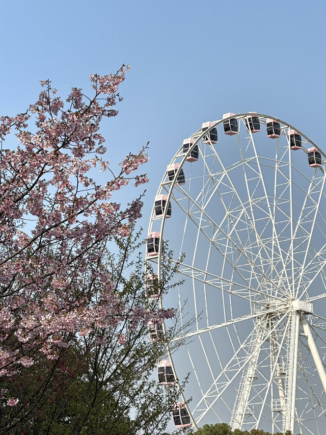 Shanghai's Cherry Blossoms 🌸