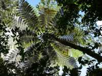 Kinabalu’s Secret Garden: Where Flowers Are Louder Than Tourists!"🌸🌿
