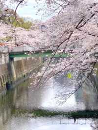 🌸 Tokyo's Quiet Cherry Blossom Spot Perfect for a Peaceful Walk 🌸