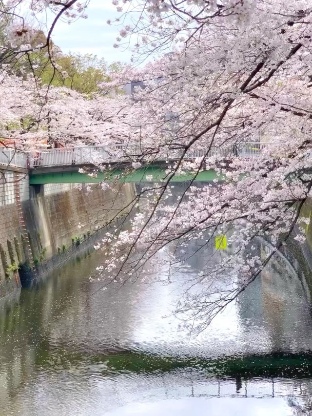 🌸 Tokyo's Quiet Cherry Blossom Spot Perfect for a Peaceful Walk 🌸