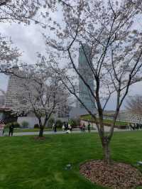 “Petals in the Pearl: Cherry Blossoms Amid Shanghai’s Skyline”