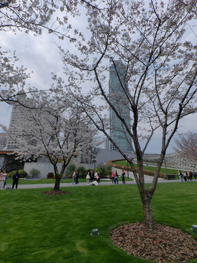 “Petals in the Pearl: Cherry Blossoms Amid Shanghai’s Skyline”