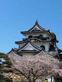Hikone Castle Cherry Blossoms | A Stunning Harmony of National Treasure and Sakura