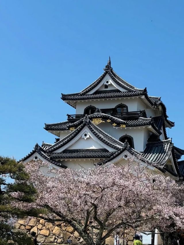 Hikone Castle Cherry Blossoms | A Stunning Harmony of National Treasure and Sakura