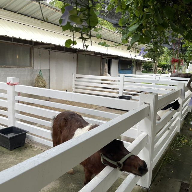 Chill Out Farm & Cafe