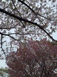 東京｜行船公園的櫻花魅力