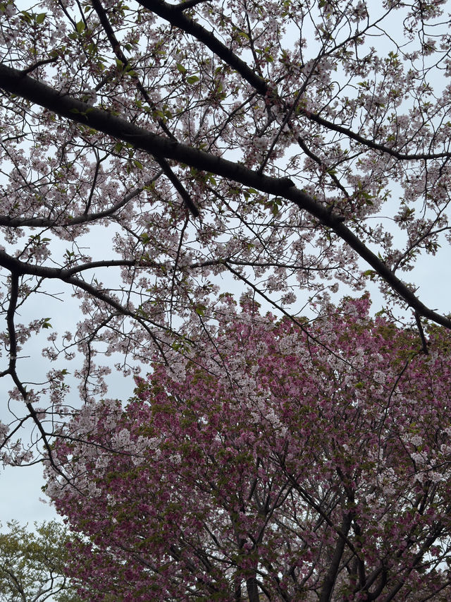 東京｜行船公園的櫻花魅力