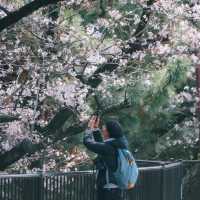 SHUKUGAWA PARK สวนซากุระ ทางยาว 2 กม. ! 🌸