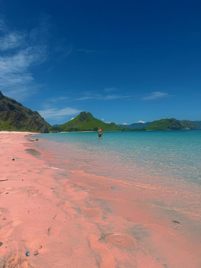 The Pink Beach & the Curious Deer
