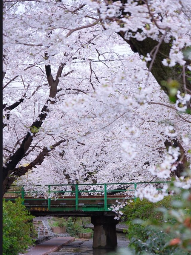 Shukugawara Cherry Blossoms | A Hidden Sakura Paradise Near Tokyo