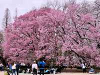 🌸 Sakura Fever in Shinjuku Gyoen: Picnics, Petals & One Very Bold Squirrel