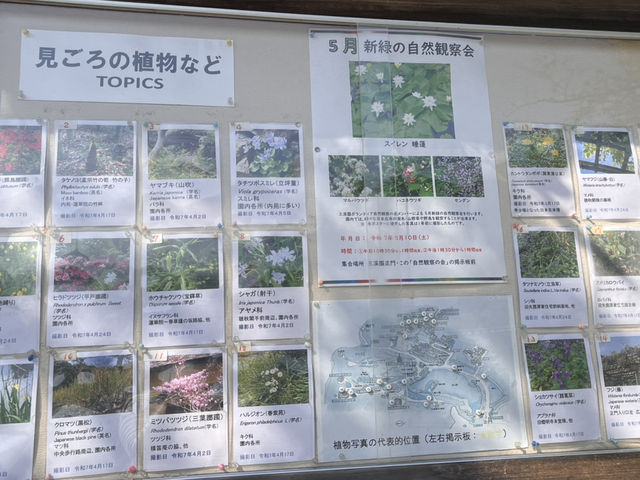 藤とツツジと新緑の三渓園@横浜🪻